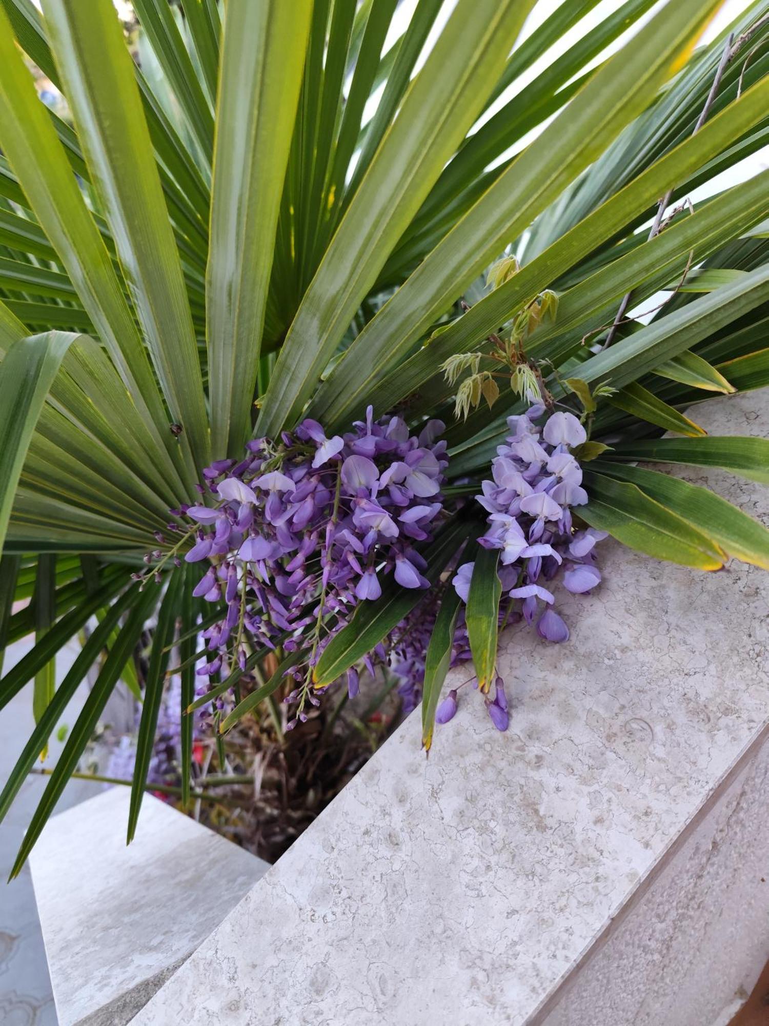 רוביני Apartments Poretti For 2,In Center Parking Free In The Yard,6 Min Beach Walk מראה חיצוני תמונה